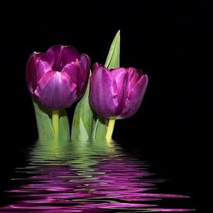 Meet your Posher, Denise